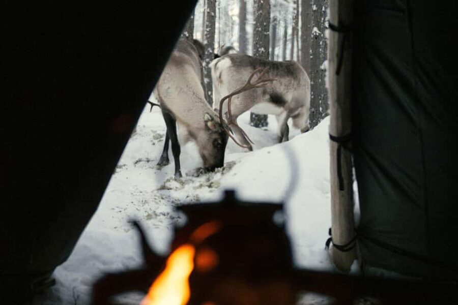 Ivalo: Reindeer Visit – Meet & Feed Reindeer - The One-Hour Flow: Fence Time, Lasso Practice, and a Hut Meal