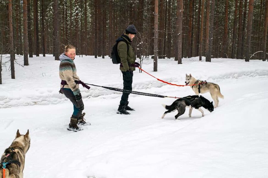 Ivalo - Saariselkä: Husky Walk in the Wilderness - Quick Hits Before You Go