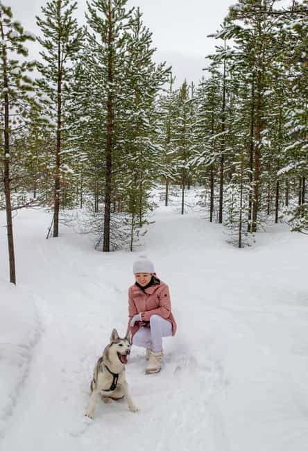 Ivalo - Saariselkä: Husky Walk in the Wilderness - The Forest Walk: Timing, Easy vs Medium Effort, and What You Actually Do