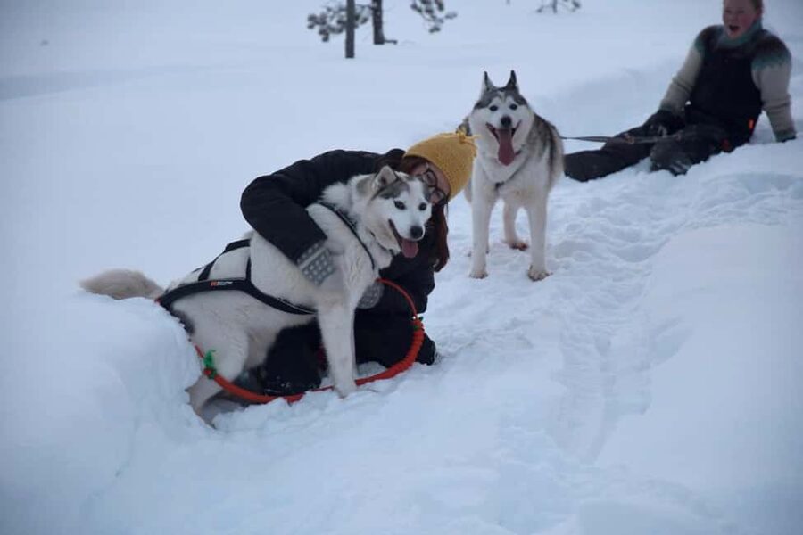 Ivalo - Saariselkä: Husky Walk in the Wilderness - Your Own Husky, Plus the Calm Routine Behind the Excitement