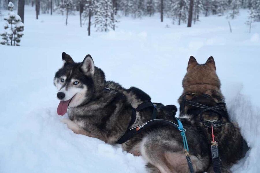 Ivalo - Saariselkä: Husky Walk in the Wilderness - Back at the Hut: Cuddles, Warm Drink, and a Homemade Treat