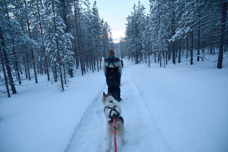 Ivalo - Saariselkä: Husky Walk in the Wilderness - Ilonka Farm Start: Harnessing, Matching, and a Real Feel for the Pack