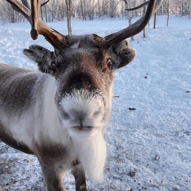 Ivalo: Snowmobile Safari, Meet and Feed Reindeers with Lunch - The reindeer island visit: feeding, photos, and meeting Tina and Tapio