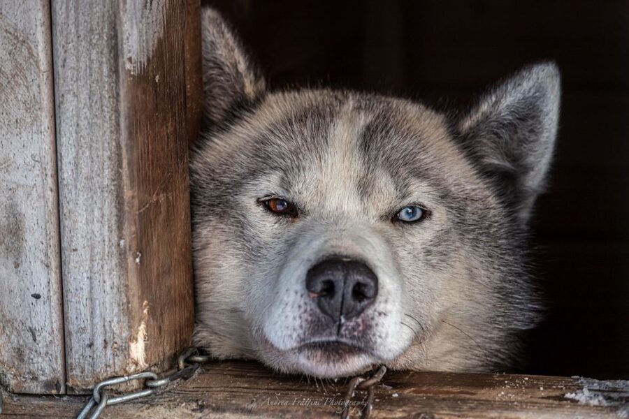 Kemi: Sled Dog Husky Safari Including Hot Drink - Key Things You’ll Notice on This Safari