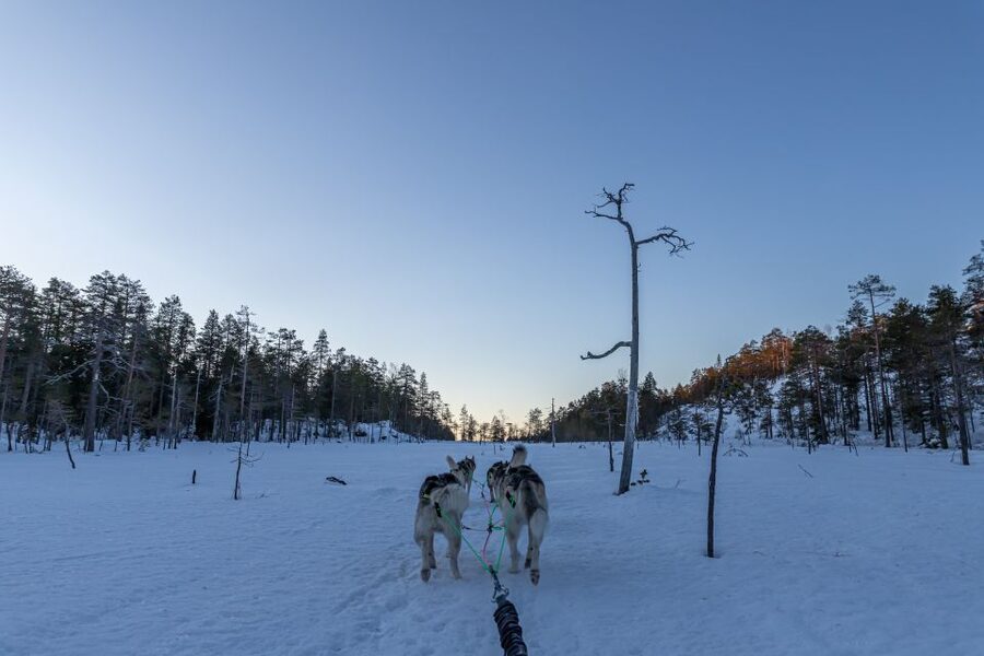 Kemi: Sled Dog Husky Safari Including Hot Drink - Where Husky Safari Meets Real Lapland Timing
