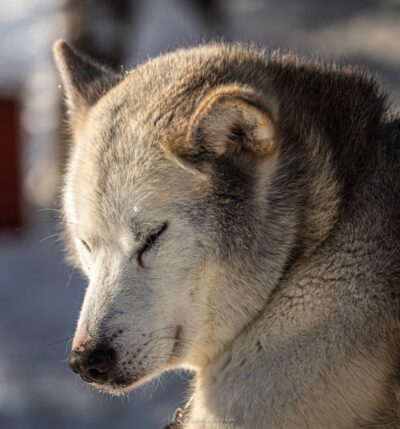 Sled Dog Husky Safari Including Hot Drink