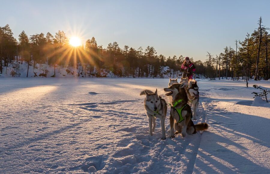Kemi: Sled Dog Husky Safari Including Hot Drink - Pace and Route: Great for First-Timers, Not for Speed Demons