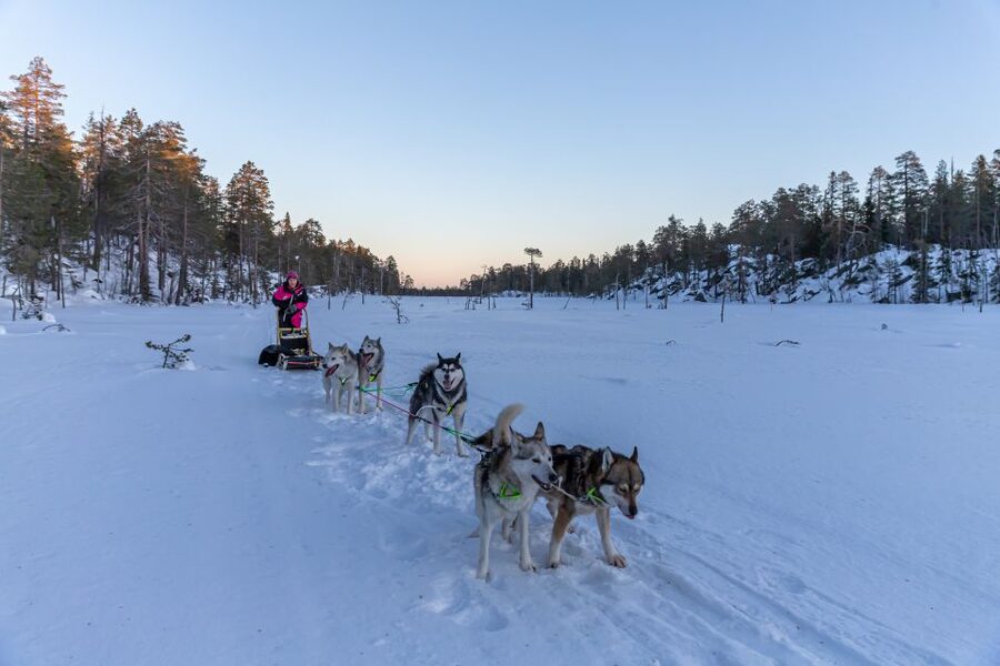 Kemi: Sled Dog Husky Safari Including Hot Drink - Language Matters: What Happens When Explanations Are Missing
