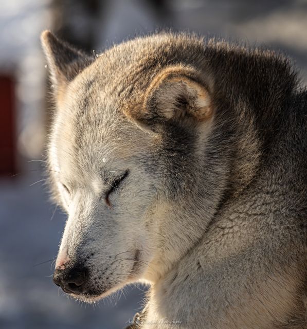 Kemi: Sled Dog Husky Safari Including Hot Drink - The 2-Hour Flow: From Dog Meet to the Sled Run