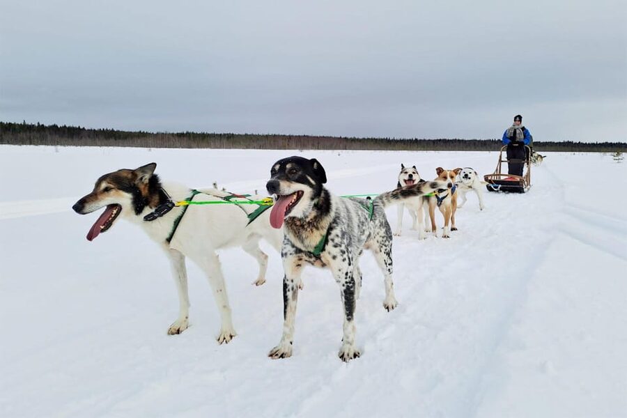 Kemi-Tornio: Husky Sled Ride with Hot Drink - Entering Sea Lapland Safaris, Lumilinnankatu Meeting Point, and the Winter Clothing Upgrade