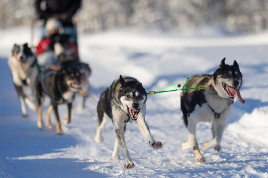 Kemi-Tornio: Husky Sled Ride with Hot Drink - Self-Drive Setup: How Pairing, Switching, and Age Rules Work