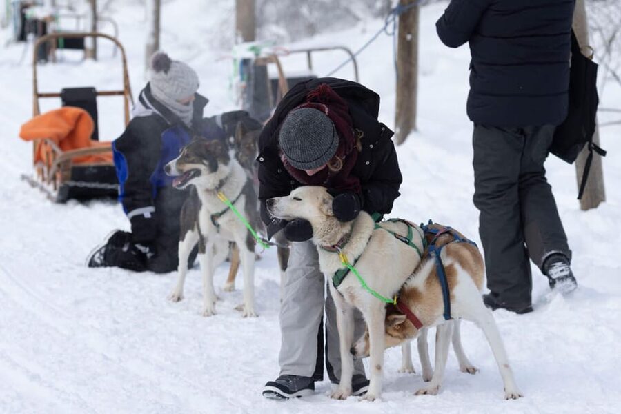 Kemi-Tornio: Husky Sled Ride with Hot Drink - From Safety Instructions to Dog-Sled Basics: What Happens Before You Ride