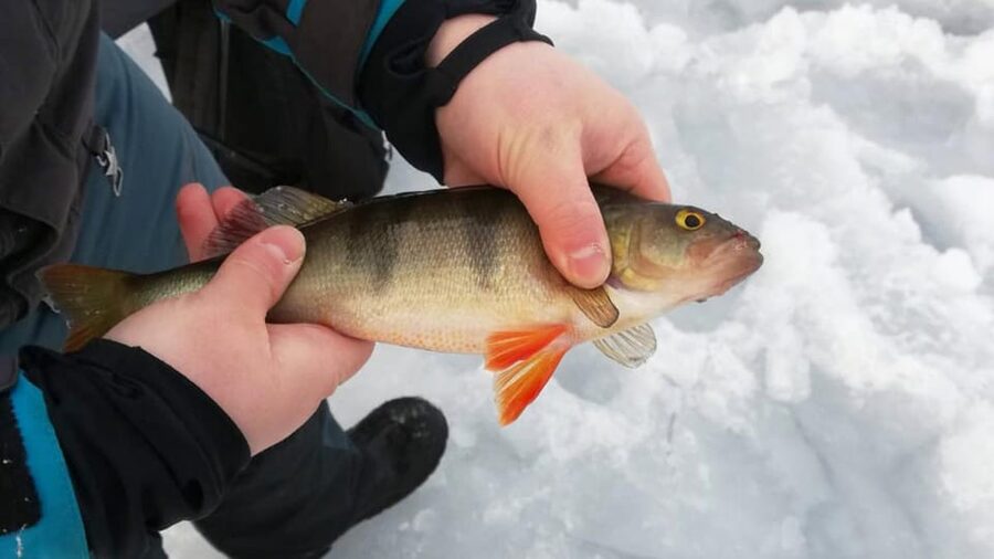 Kemi-Tornio: Ice Fishing Safari with Snowmobiles - Two participants share one snowmobile, so driving time is planned