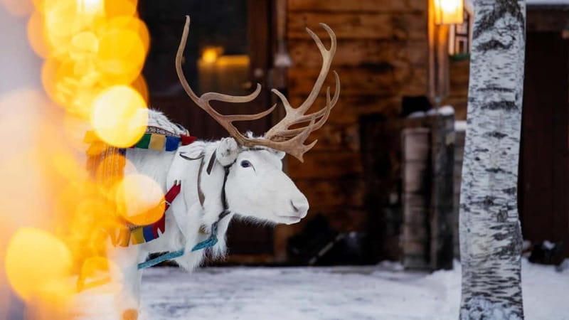 Kemi-Tornio: Reindeer farm experience - How The 2-Hour Kemi-Tornio Reindeer Farm Experience Flows