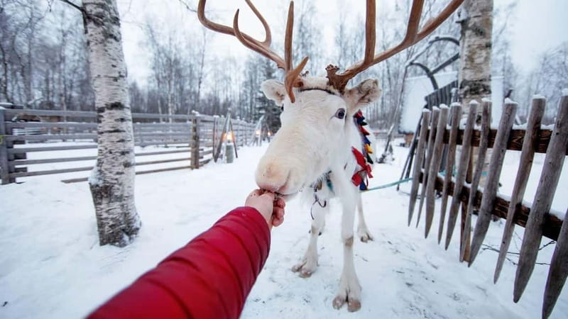 Kemi-Tornio: Reindeer farm experience - Suopunki Lasso Lesson: Real Skill, Not Just a Demo