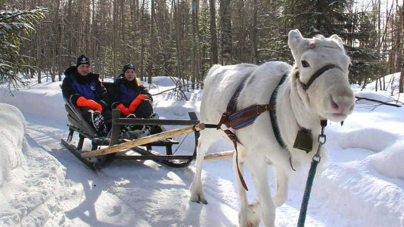 Kemi-Tornio: Reindeer farm experience - Meeting The Reindeer Herder and Feeding Reindeer Moss
