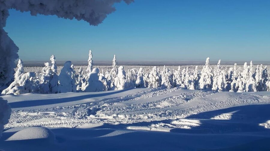 Kemi-Tornio: Snowmobile Forest Safari w/ Hot Drink & Snacks - Where Kemi’s Frozen Bothnian Bay Meets the Woods