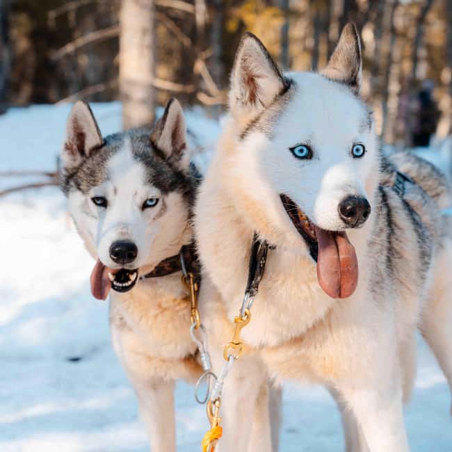 Kemijärvi: Insider Husky Self-Drive 5km Safari - Key highlights worth aiming for