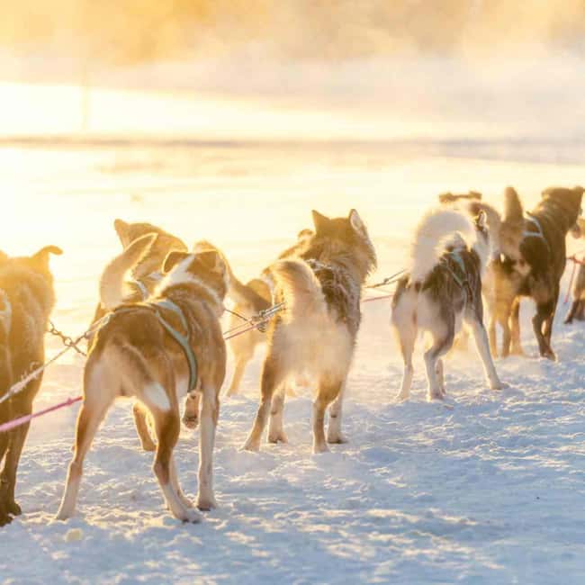 Kemijärvi: Insider Husky Self-Drive 5km Safari - Kemijärvi Husky Morning, 5km Self-Drive: What Makes It Feel Real