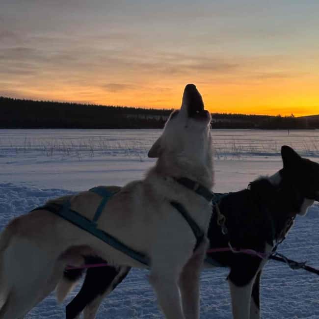 Kemijärvi: Insider Husky Self-Drive 5km Safari - English Guide, Small Group, and Respect for the Dogs: How This Tour Treats Your Time