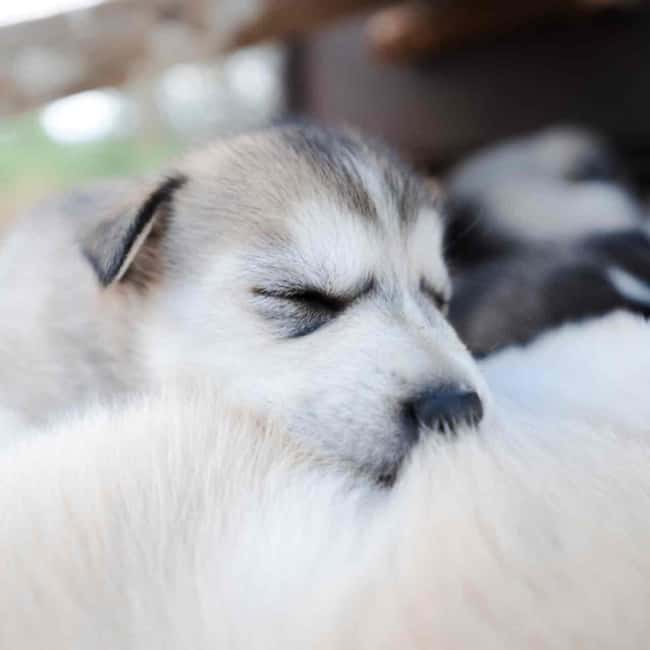 Kemijärvi: Insider Husky Self-Drive 5km Safari - Price and Value: Is $210 per Person Worth It?