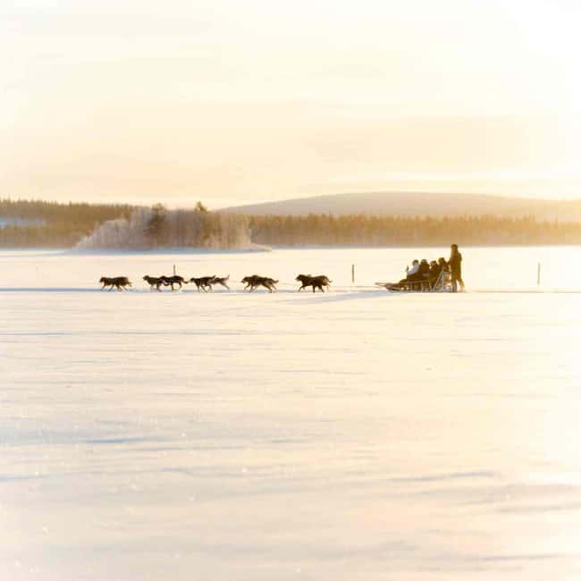 Kemijärvi: Insider Husky Self-Drive 5km Safari - Meeting at Academy Hotel Kemijärvi or Jauri Resort, Then Off to the Farm