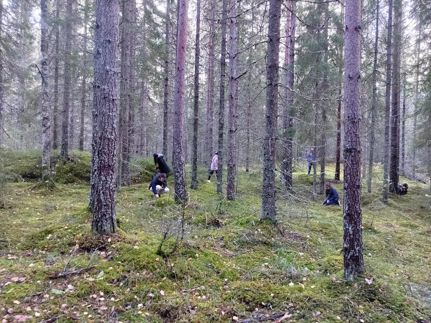 Kintulammi Nature Experience (Nature reserve near Tampere) - Key Highlights You Should Know Before You Go