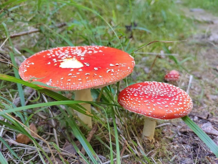 Kintulammi Nature Experience (Nature reserve near Tampere) - Duration and Pace: A Comfortable 6 Hours Outdoors