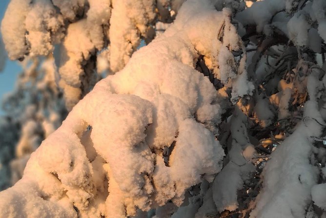 Korouoma National Park & Frozen Waterfalls Adventure - What your guide adds in the snow: plants, animals, and winter tips