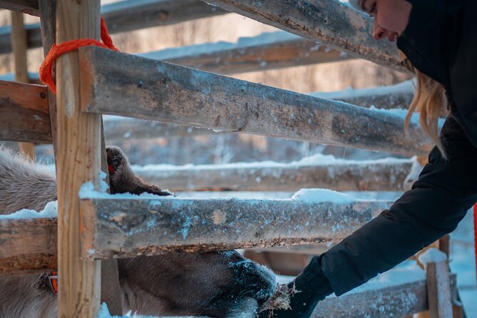Kuoksa Reindeer Adventure - Why this Kuoksa reindeer outing feels authentic in Rovaniemi