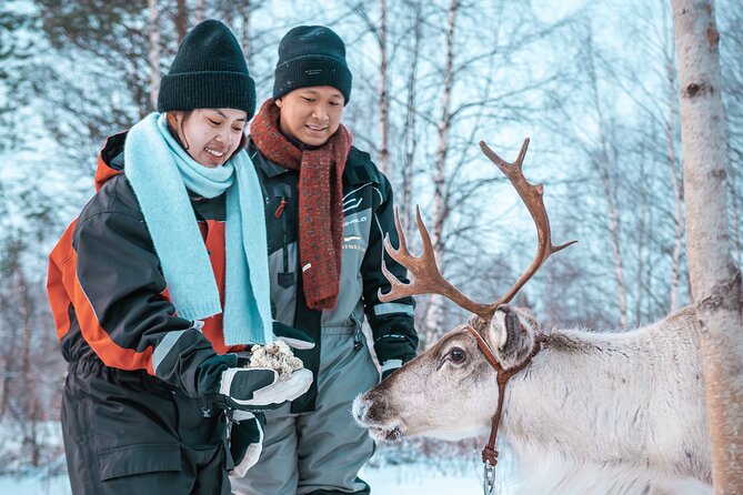 Kuoksa Reindeer Adventure - The main event: your 40-minute reindeer sleigh safari
