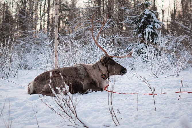 Kuoksa Reindeer Adventure - After the ride: short park time and feeding lichen treats