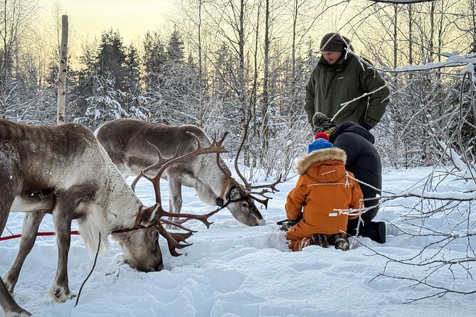 Kuoksa Reindeer Adventure - Group size, timing, and comfort in a 3-hour window