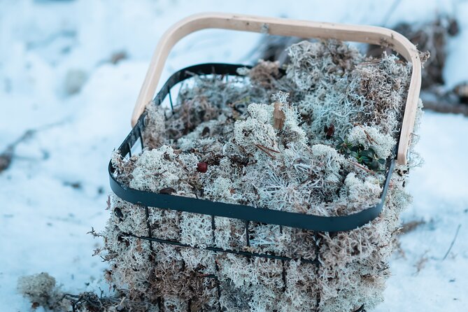 Kuoksa Reindeer Adventure - Weather and Plan B: when Lapland gets serious