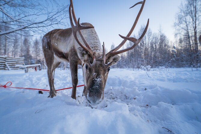 Kuoksa Reindeer Adventure - Where you start: Pekankatu 3 and how pickup actually works