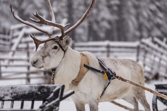 Kuoksa Reindeer Farm Visit with a Short Sleigh Ride - Why this Kuoksa reindeer farm visit feels grounded in Lapland