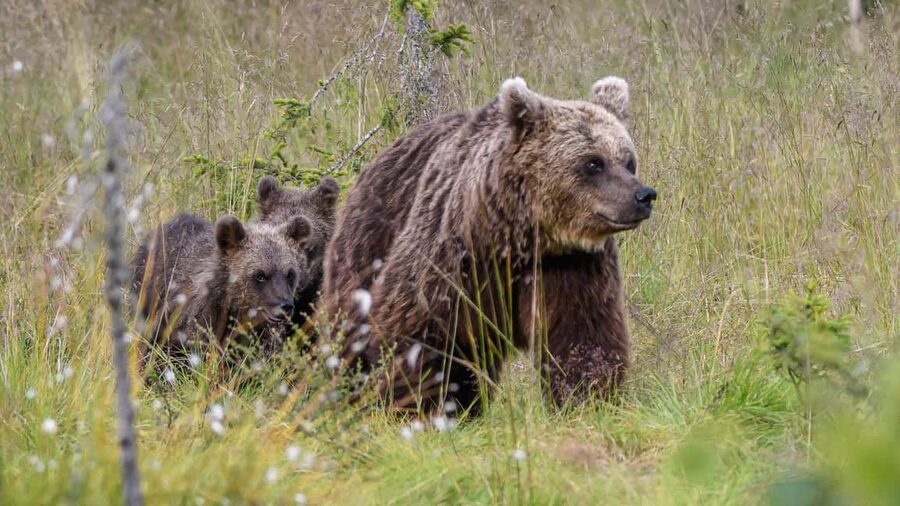 Kuusamo: Bear watching evening - Key highlights to know before you go