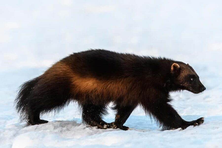 Kuusamo: Bear watching evening - Who this tour is best for, and who should look elsewhere