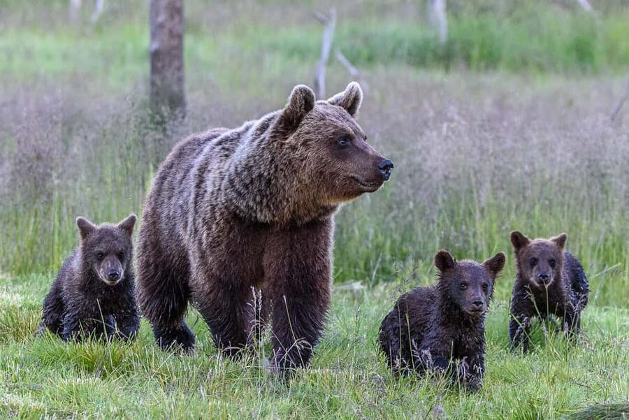 Kuusamo: Bear watching evening - Why Kuusamo bear watching feels different at dusk