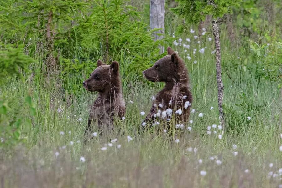 Kuusamo: Bear watching evening - Settling in: the heart of the 4-hour wildlife viewing