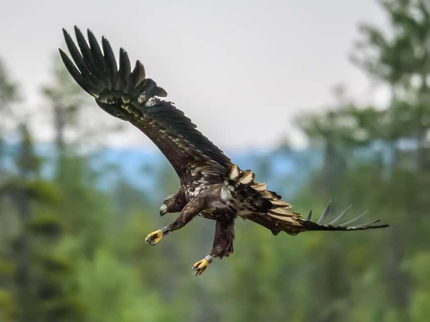 Kuusamo: Bear watching evening - Comfort and facilities that make the long wait easier