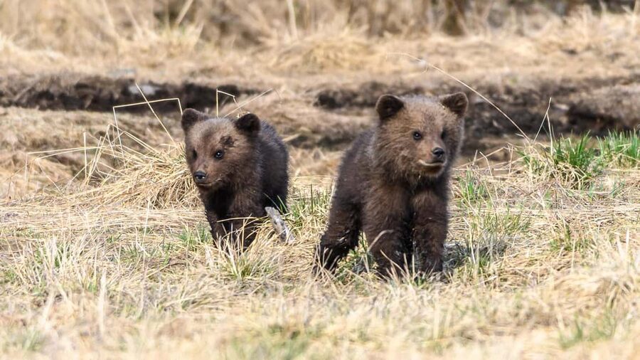 Kuusamo: Bear watching evening - Pro photography guidance that actually helps your shots