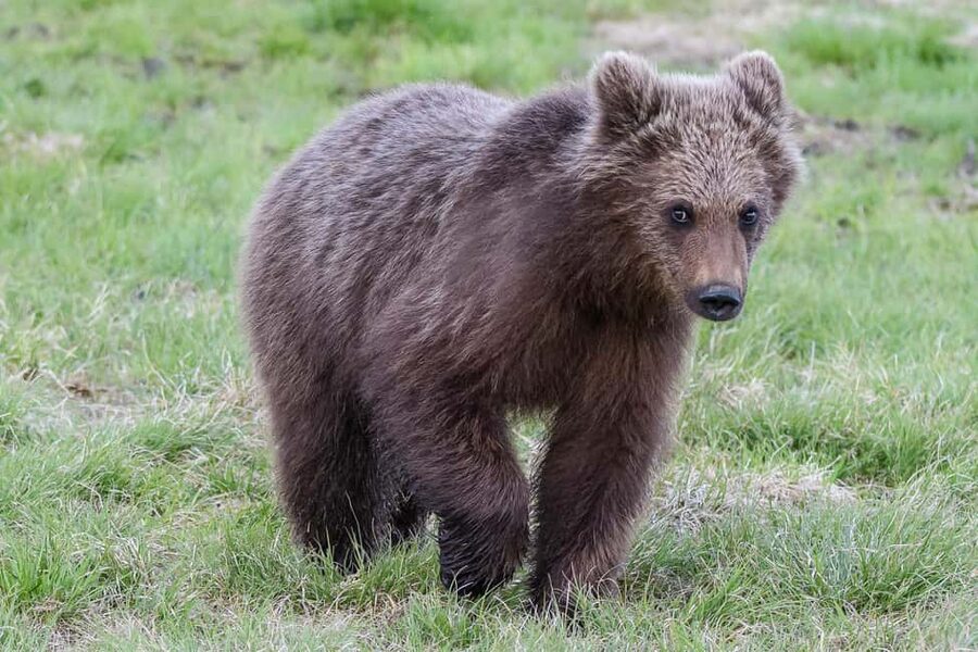Kuusamo: Bear watching evening - Timing in summer vs autumn: how the light affects your whole evening