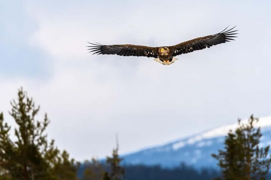 Kuusamo: Bear watching evening - What you get for $176, and whether it feels worth it
