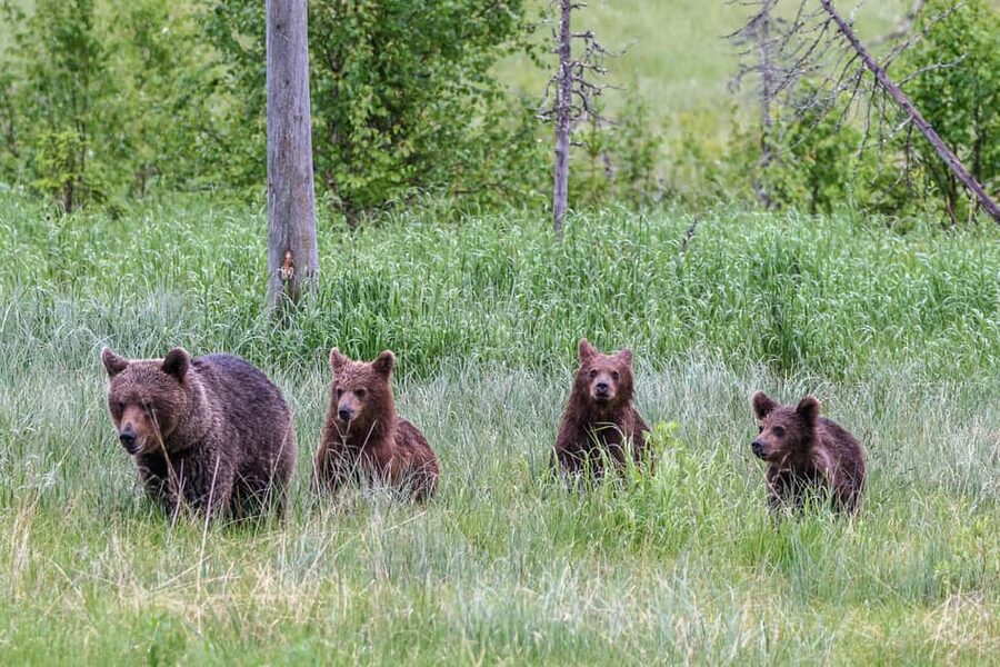 Kuusamo: Bear watching evening - Rules that protect the animals, and how you should prepare