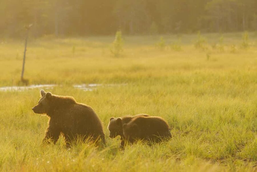Kuusamo: Bear Watching Evening Tour - Key Highlights You’ll Actually Feel