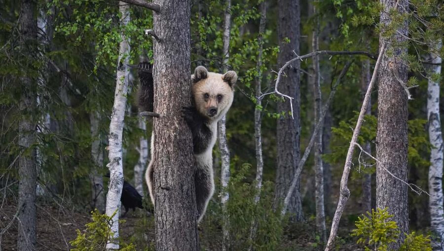 Kuusamo: Bear Watching Evening Tour - Kuusamo’s Taiga Hides: Why This Tour Feels Different