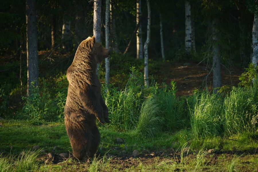 Kuusamo: Bear Watching Evening Tour - Getting to the Hides: A Short Walk, No Shuttle, Real-World Logistics