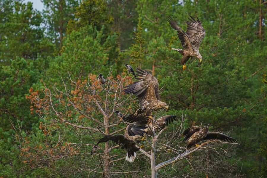 Kuusamo: Bear Watching Evening Tour - The Bear Guarantee: How Free Return Helps You Plan