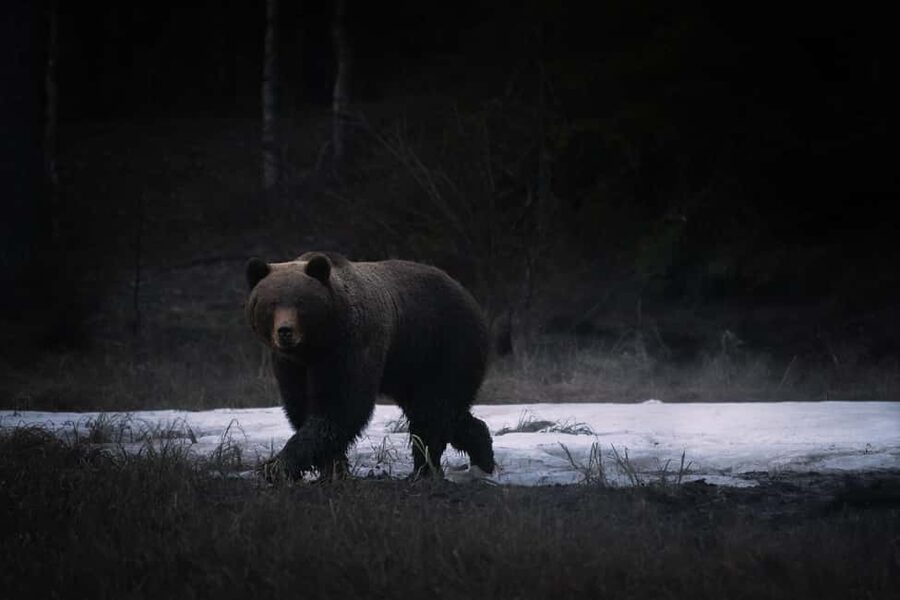 Kuusamo: Bear Watching Evening Tour - Professional Guides: What Their Explanations Do for Your Viewing